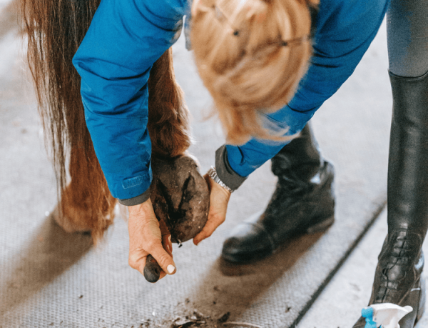 Pedicure (farrier hoof trim):